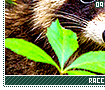 raccoons09