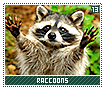 raccoons13