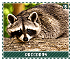 raccoons14