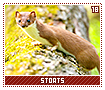 stoats18