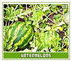 watermelons03