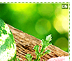 watermelons05