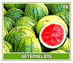 watermelons06