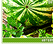 watermelons09