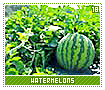 watermelons18