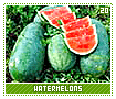 watermelons20